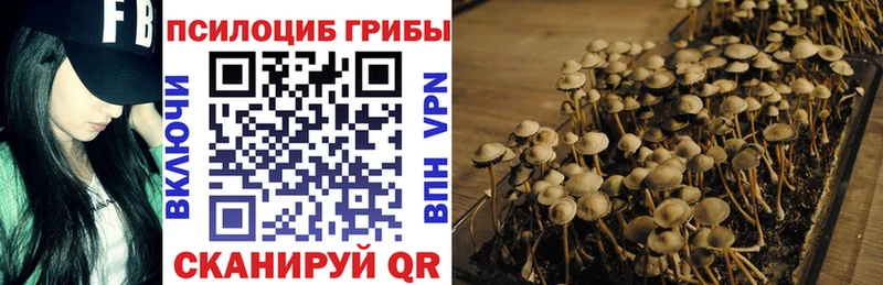 Псилоцибиновые грибы Psilocybine cubensis  Полевской 